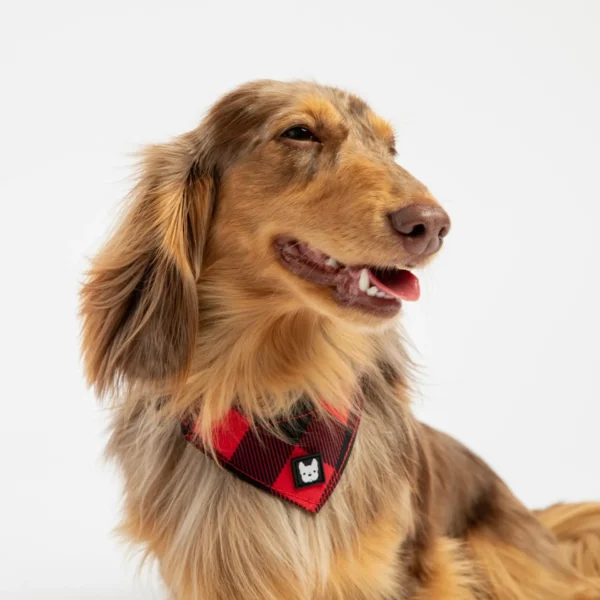 Poplin Bandana Dog Collar - Red Plaid - Image 2