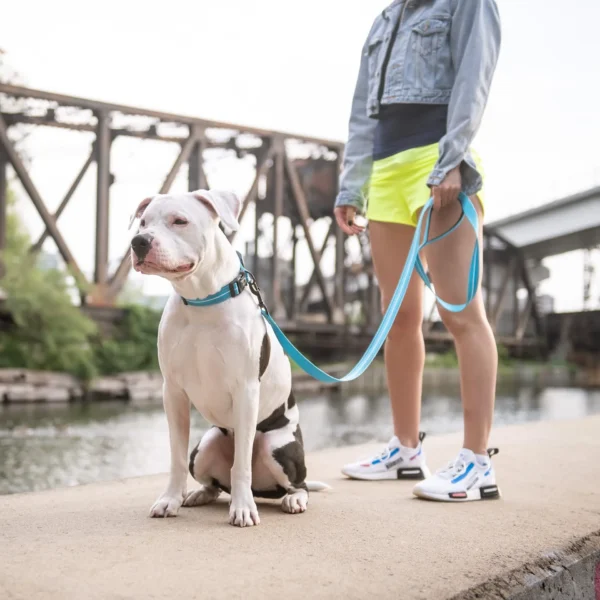 Reflective Collar - Neon Blue - Image 4